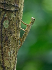 Draco quinquefasciatus