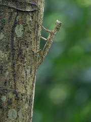 Draco quinquefasciatus