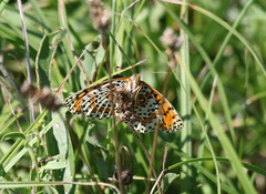 Melitaea didyma
