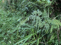 Pteris semipinnata