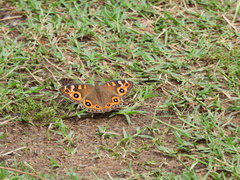 Junonia villida