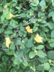 Sida rhombifolia