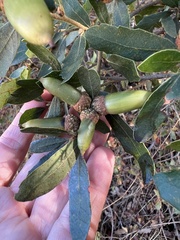 Quercus × acutidens