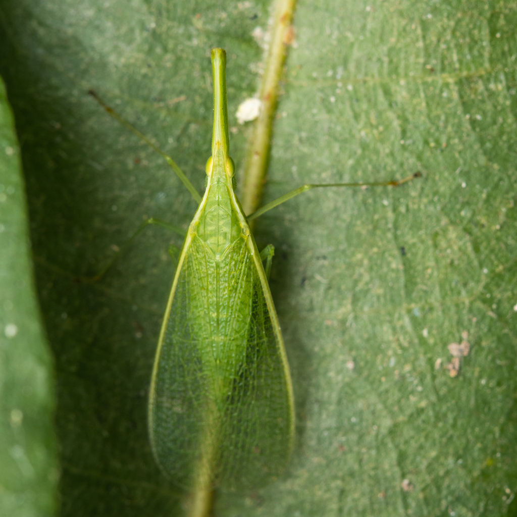 Madagascaritia