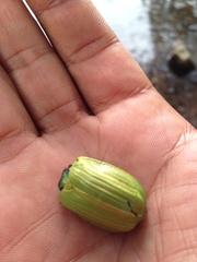 Chrysina laniventris