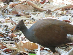 Megapodius reinwardt