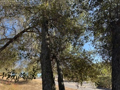 Quercus × acutidens