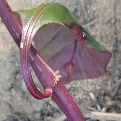 Alternanthera brasiliana