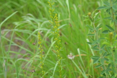 Solidago speciosa jejunifolia