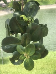 Ficus microcarpa latifolia