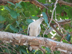 Ducula spilorrhoa