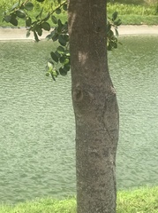 Ficus microcarpa latifolia