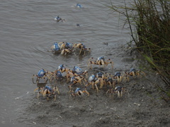 Mictyris longicarpus