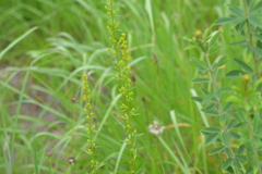 Solidago speciosa jejunifolia