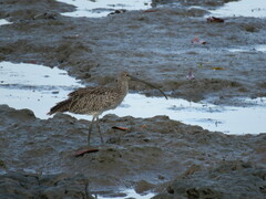 Numenius madagascariensis