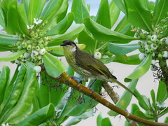 Gavicalis versicolor