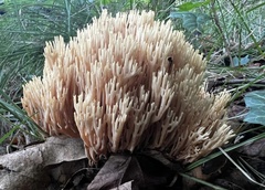Ramaria