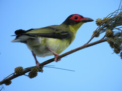 Sphecotheres vieilloti