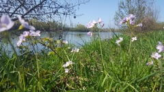 Cardamine pratensis