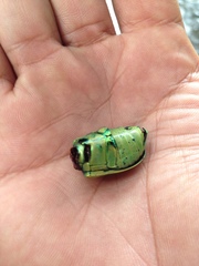 Chrysina laniventris