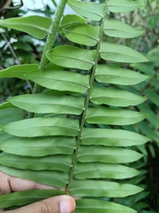 Nephrolepis brownii