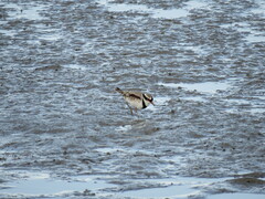 Elseyornis melanops