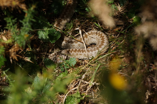 Seoane's Viper