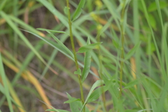 Solidago speciosa jejunifolia