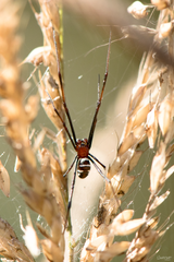 Latrodectus cinctus