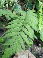 Christella parasitica
