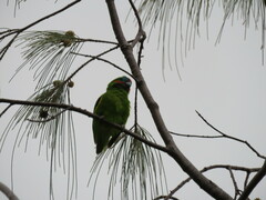 Cyclopsitta diophthalma