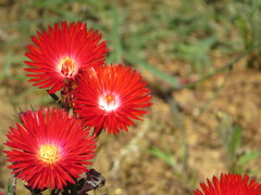 Lampranthus coccineus