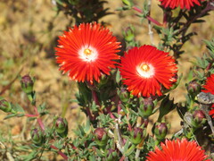 Lampranthus coccineus
