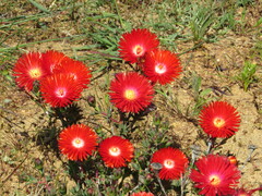 Lampranthus coccineus