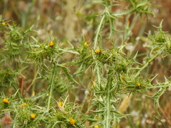 Scolymus maculatus