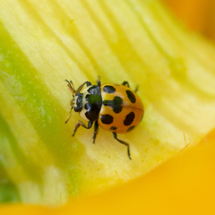 Ceratomegilla notata