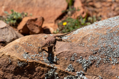 Ctenophorus modestus