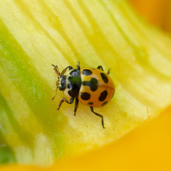 Ceratomegilla notata