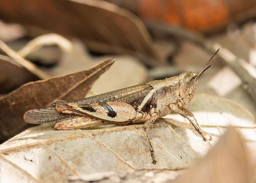 Catantopsis sacalava