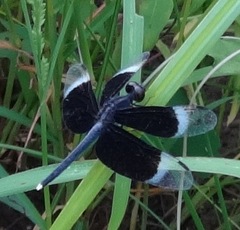 Neurothemis tullia