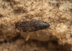 Rhyparochrominae