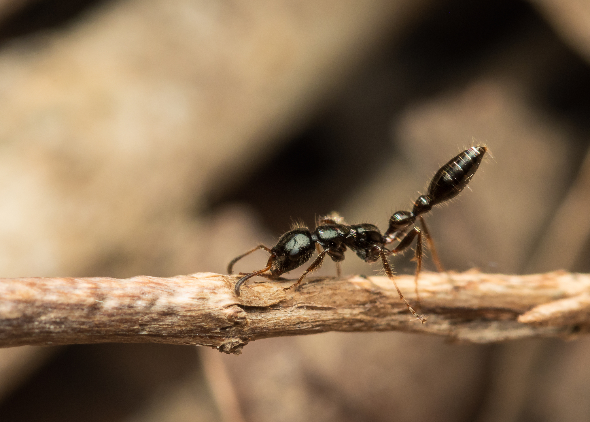 Tetraponera rakotonis