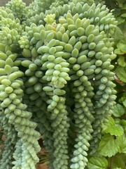 Sedum burrito