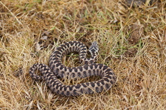 Vipera seoanei
