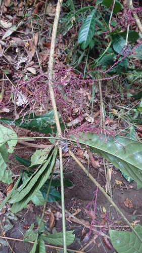 Alchornea floribunda · iNaturalist Mexico