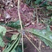 Alchornea floribunda - Photo (c) pgtz, μερικά δικαιώματα διατηρούνται (CC BY-NC), uploaded by pgtz