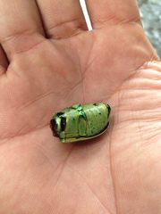 Chrysina laniventris