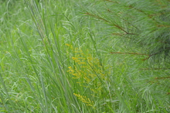 Solidago speciosa jejunifolia
