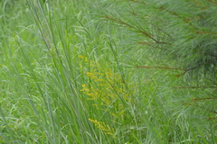 Solidago speciosa jejunifolia