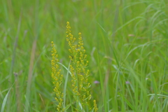 Solidago speciosa jejunifolia